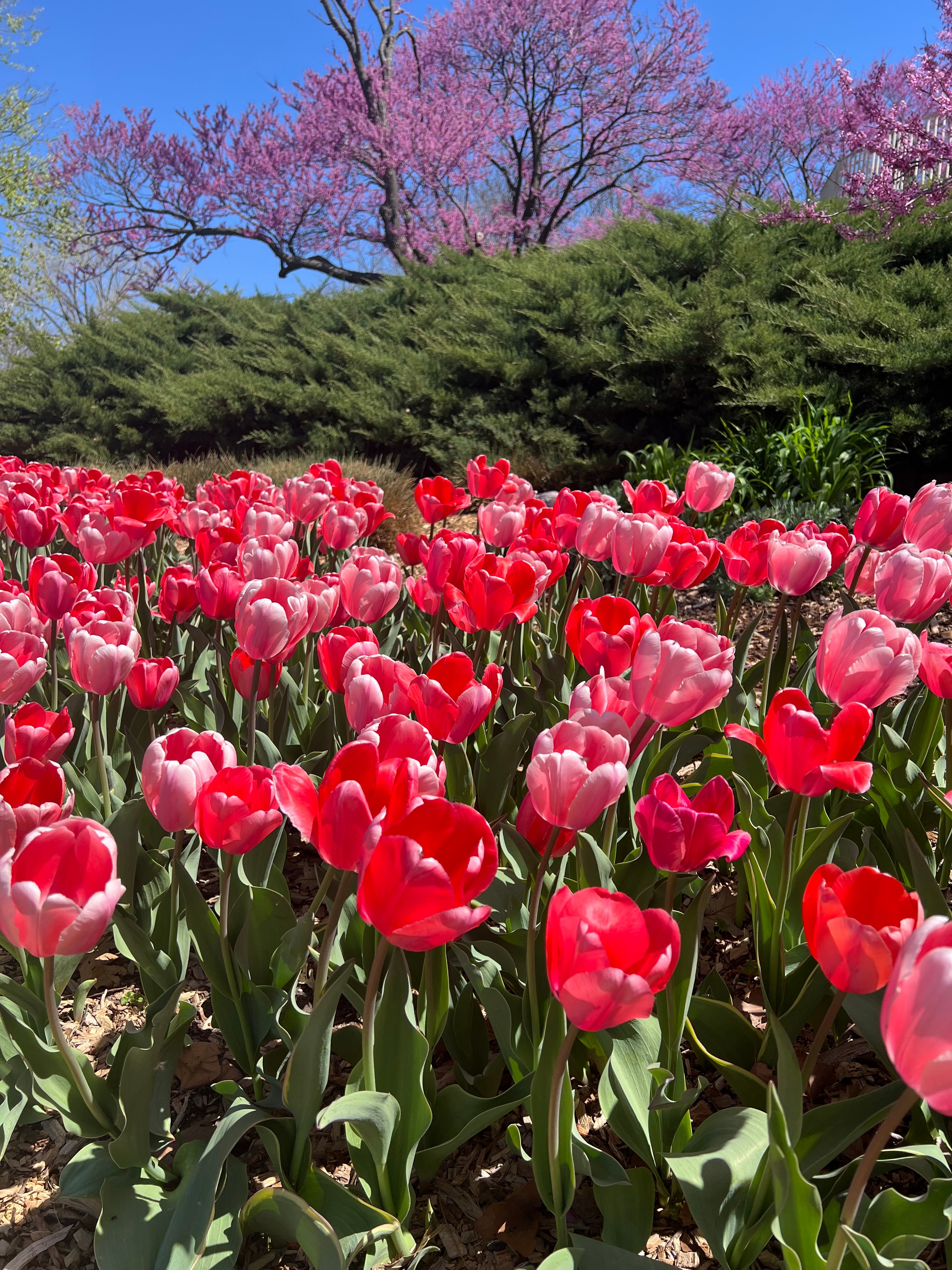 Vibrant red and pink tulips in a garden with blue sky