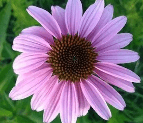 A pink coneflower with a dark center.