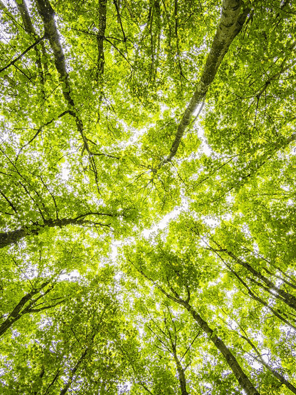 Looking up at a canopy of green trees.