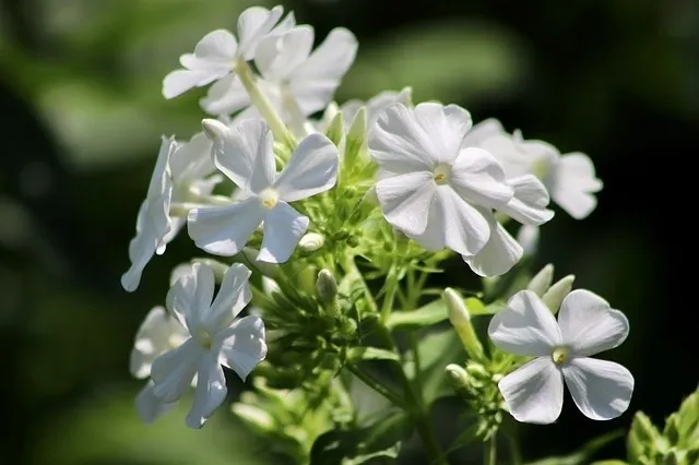 White phlox flowers blooming in garden.