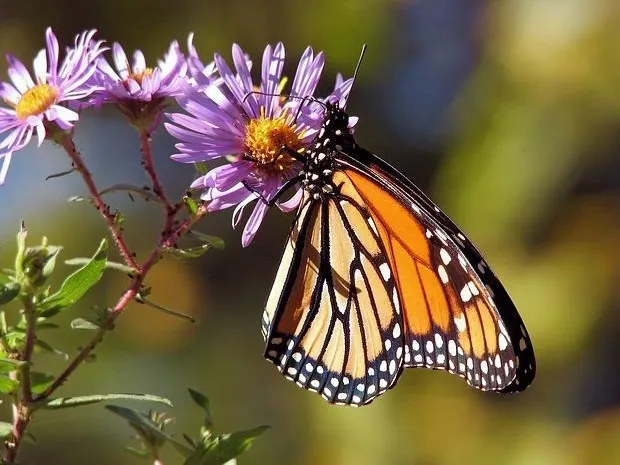 Monarch butterfly on purple flowers.