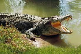 Crocodile with open mouth by water.