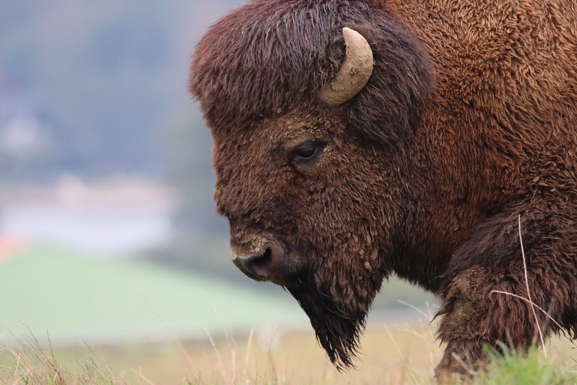 Close-up of a brown bison's face.