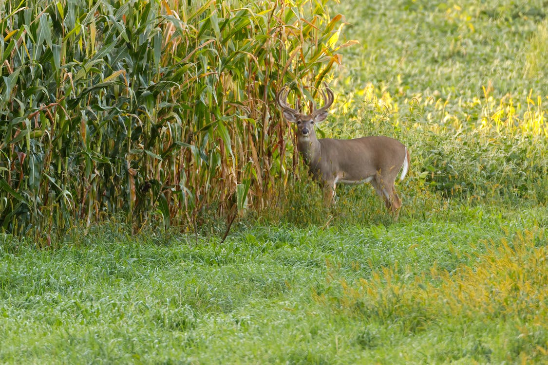 White-tailed deer in a cornfield.