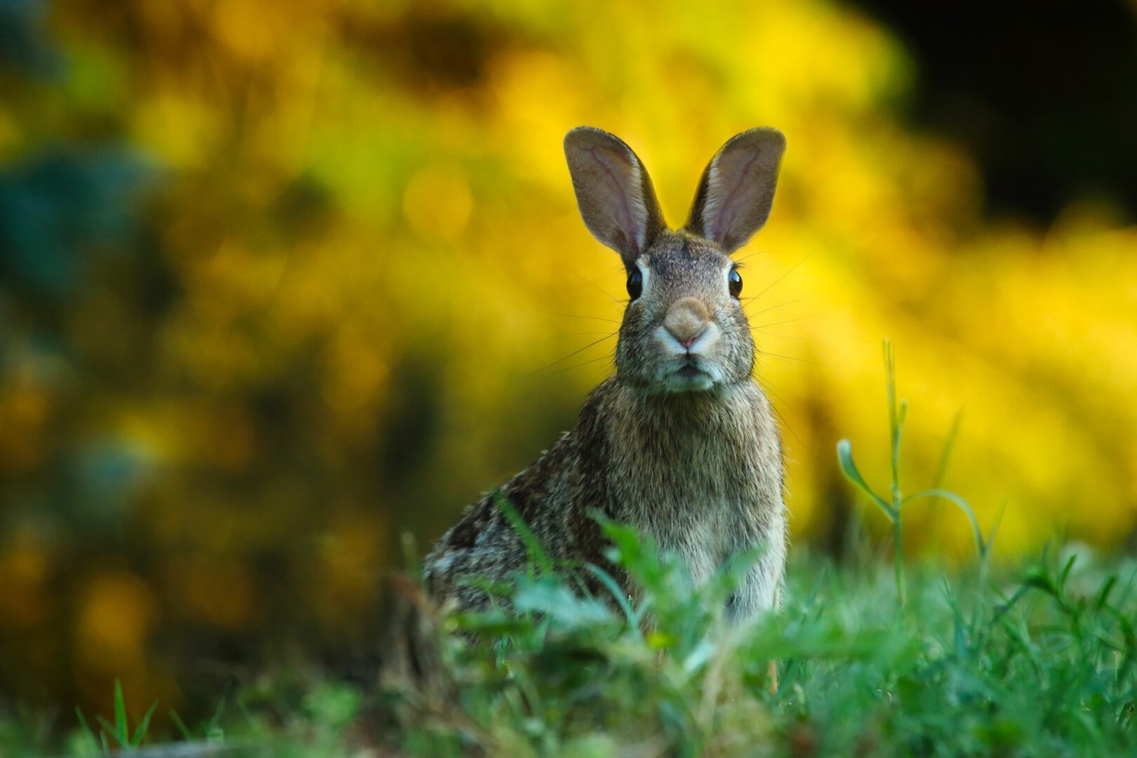 Brown rabbit staring in a field.