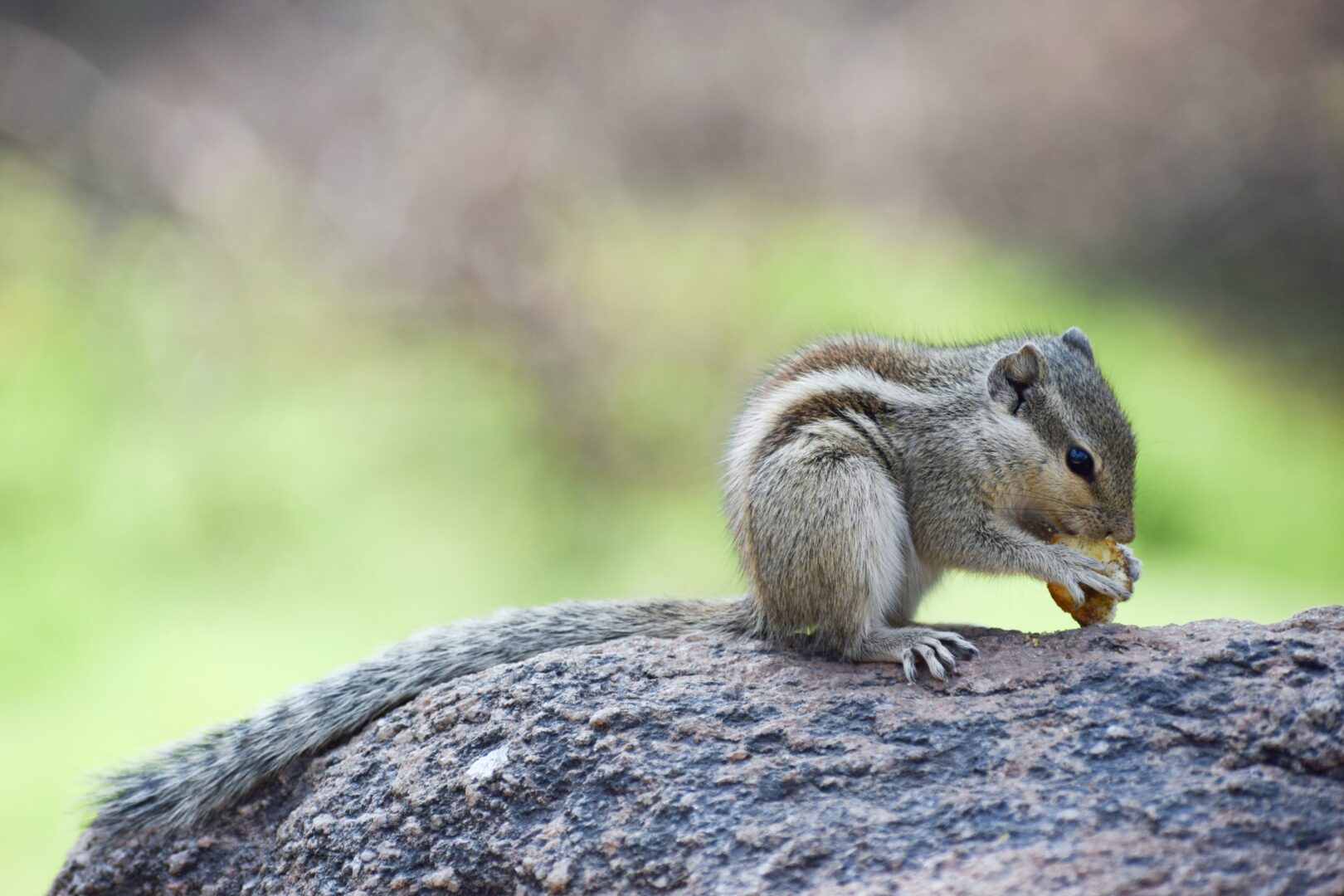 Squirrel eating on a rock.