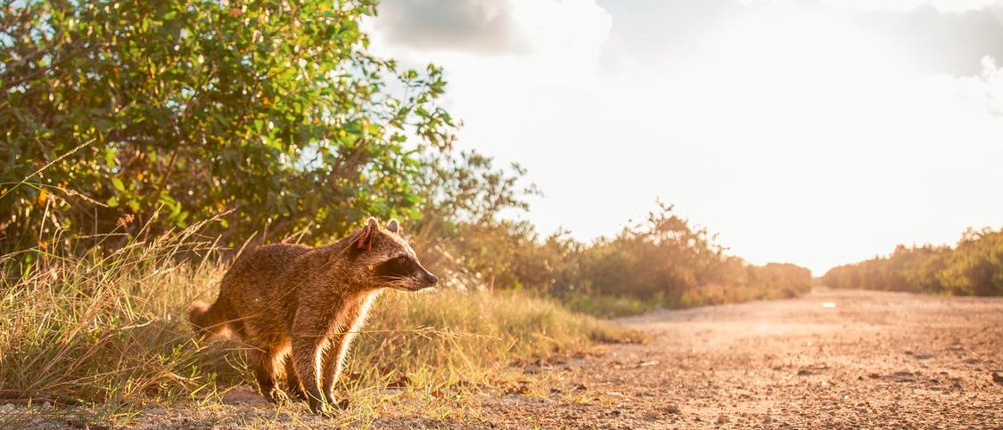 Raccoon walking on a dirt path.