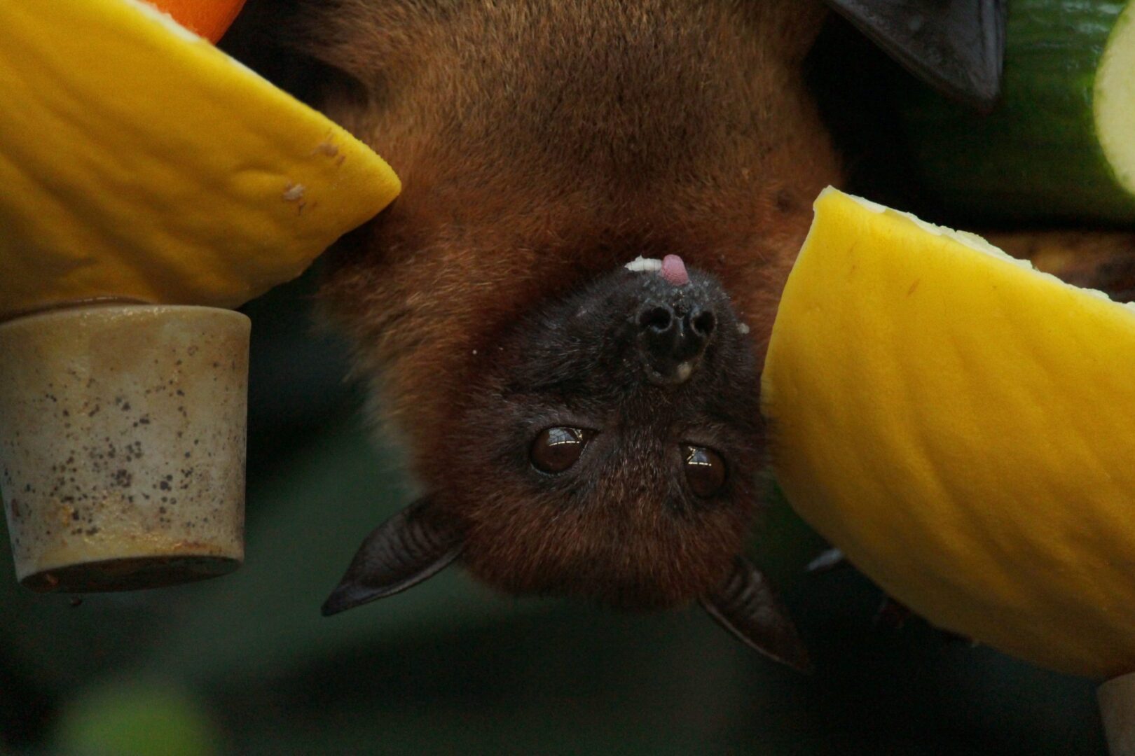 A brown bat hanging upside down.