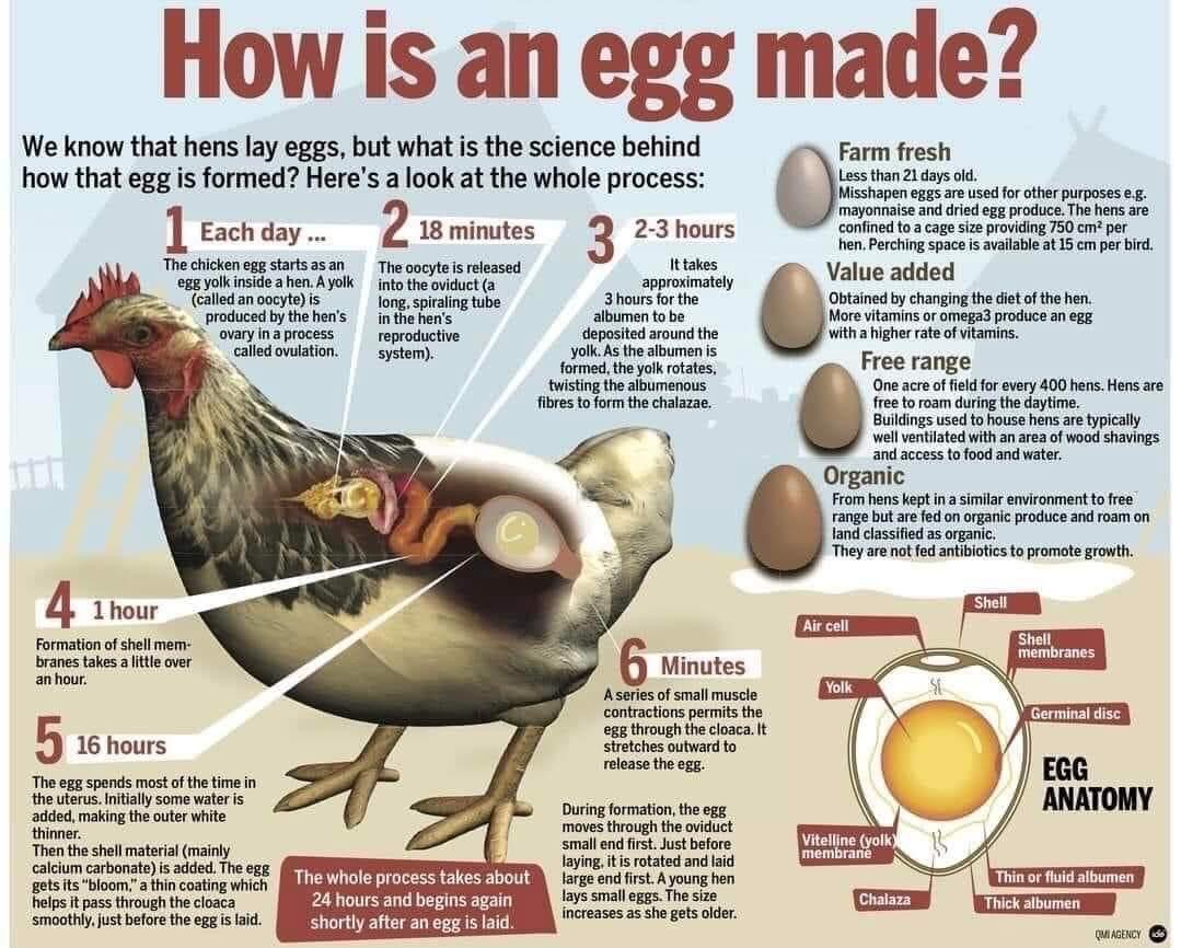 Diagram showing how an egg is made.