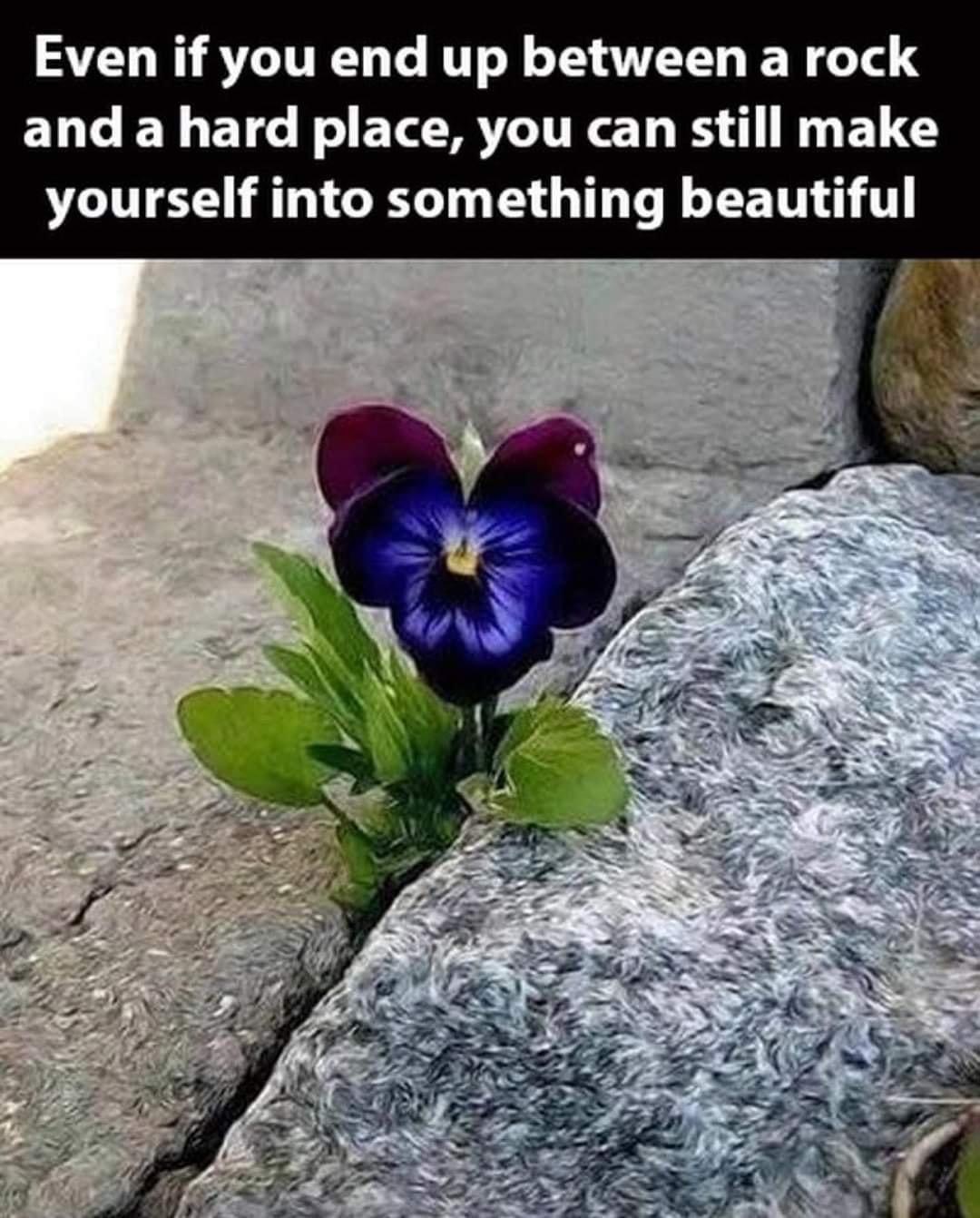 Purple flower blooming between rocks.