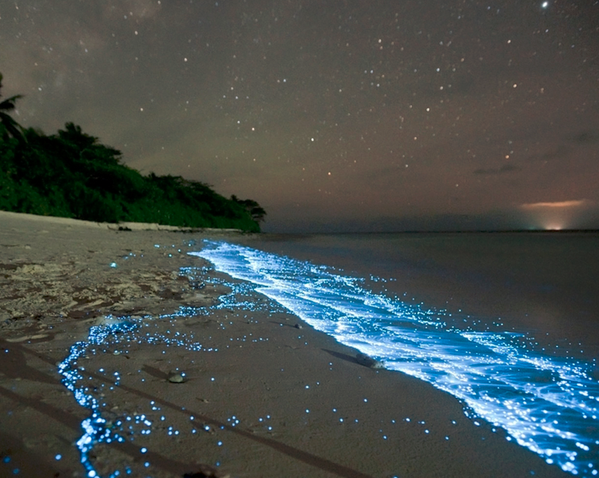 bioluminescent water