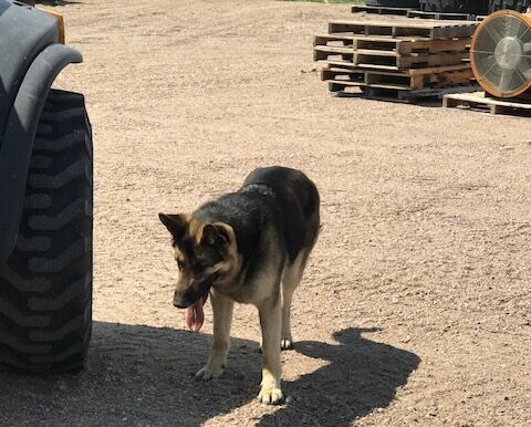 Dog panting in sunny outdoor area
