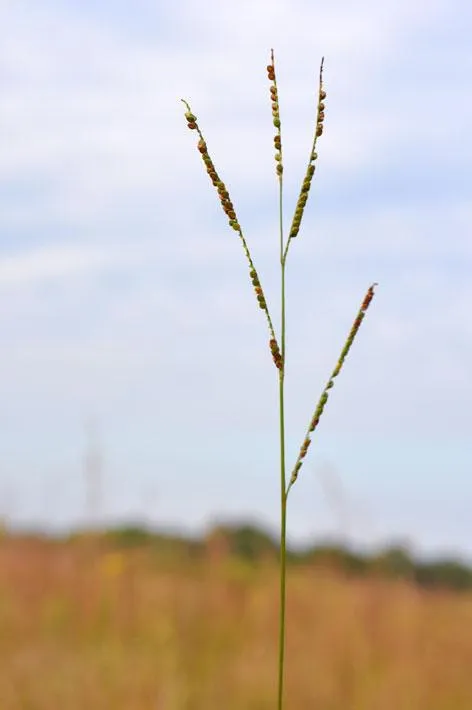 Grass stem with seed heads in meadow