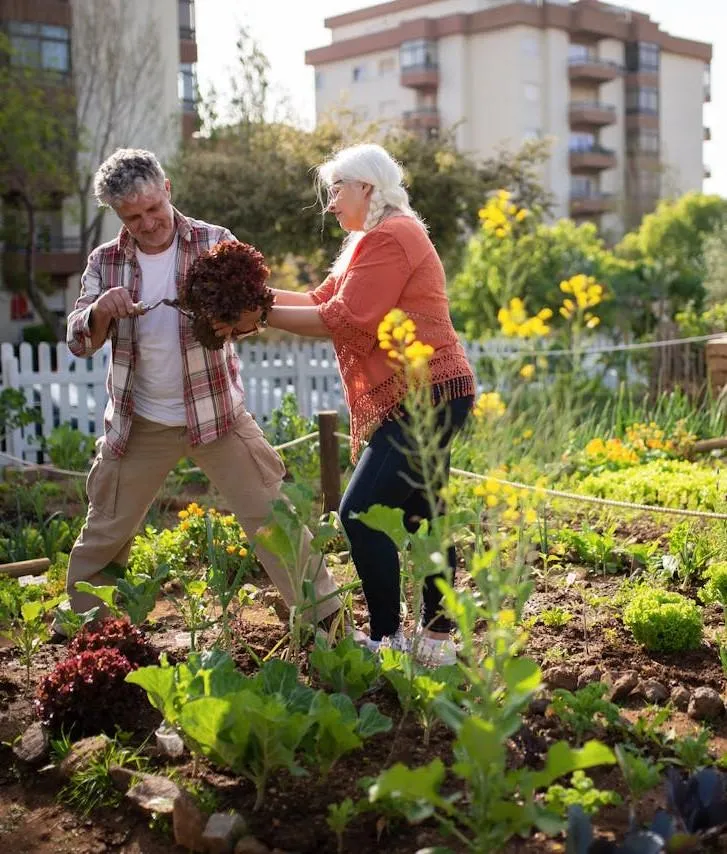 Couple gardening with fresh lettuce