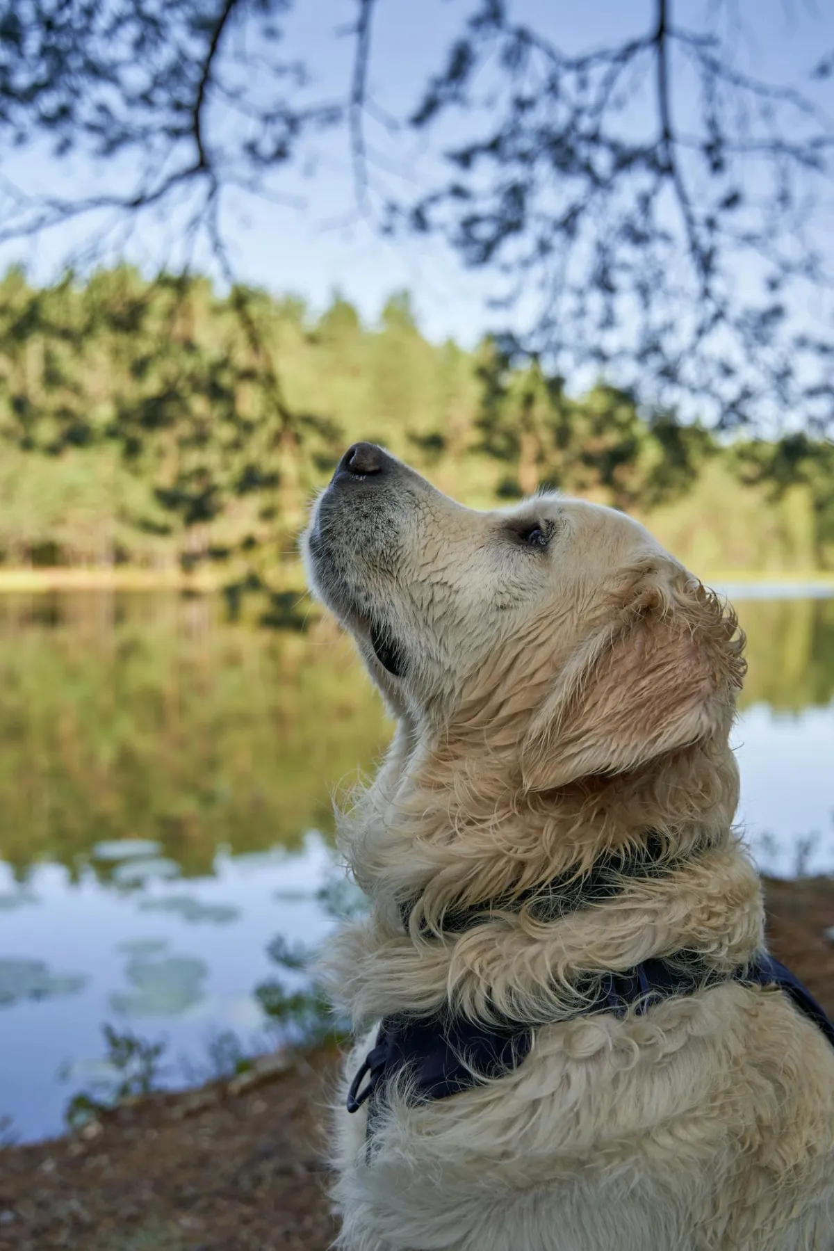Retriever enjoying nature by the water